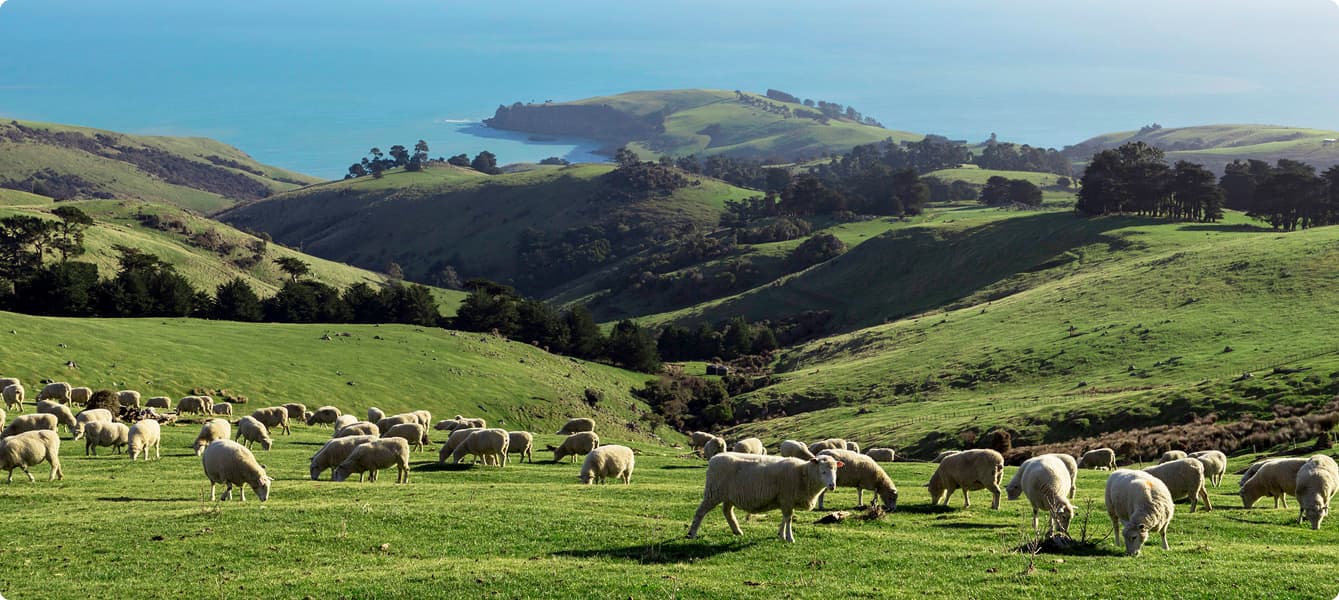 Sheep in field
