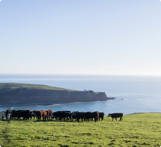 beef cattle