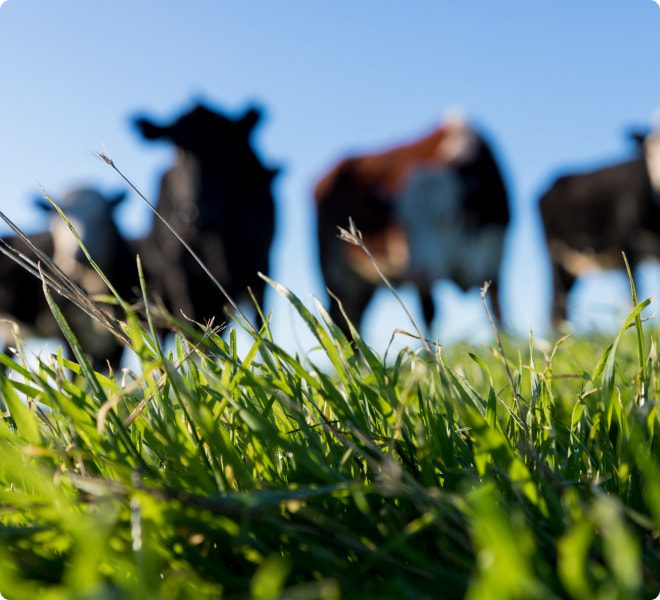 field with beef